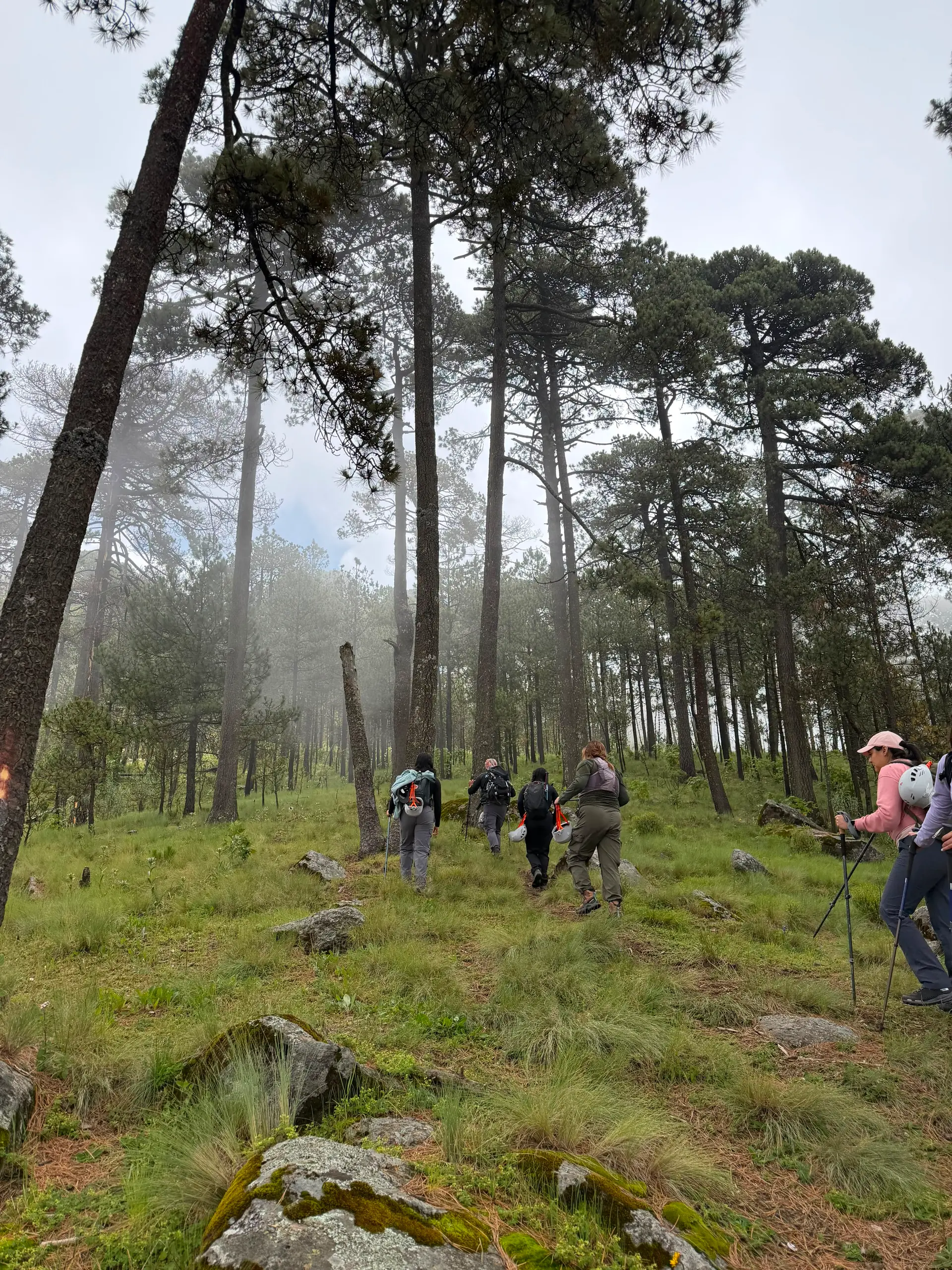 Grupo de senderismo cruzando un bosque de pinos